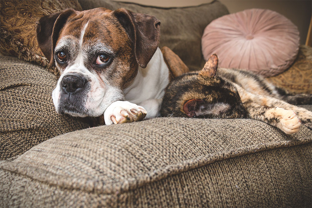 boxer-and-cat