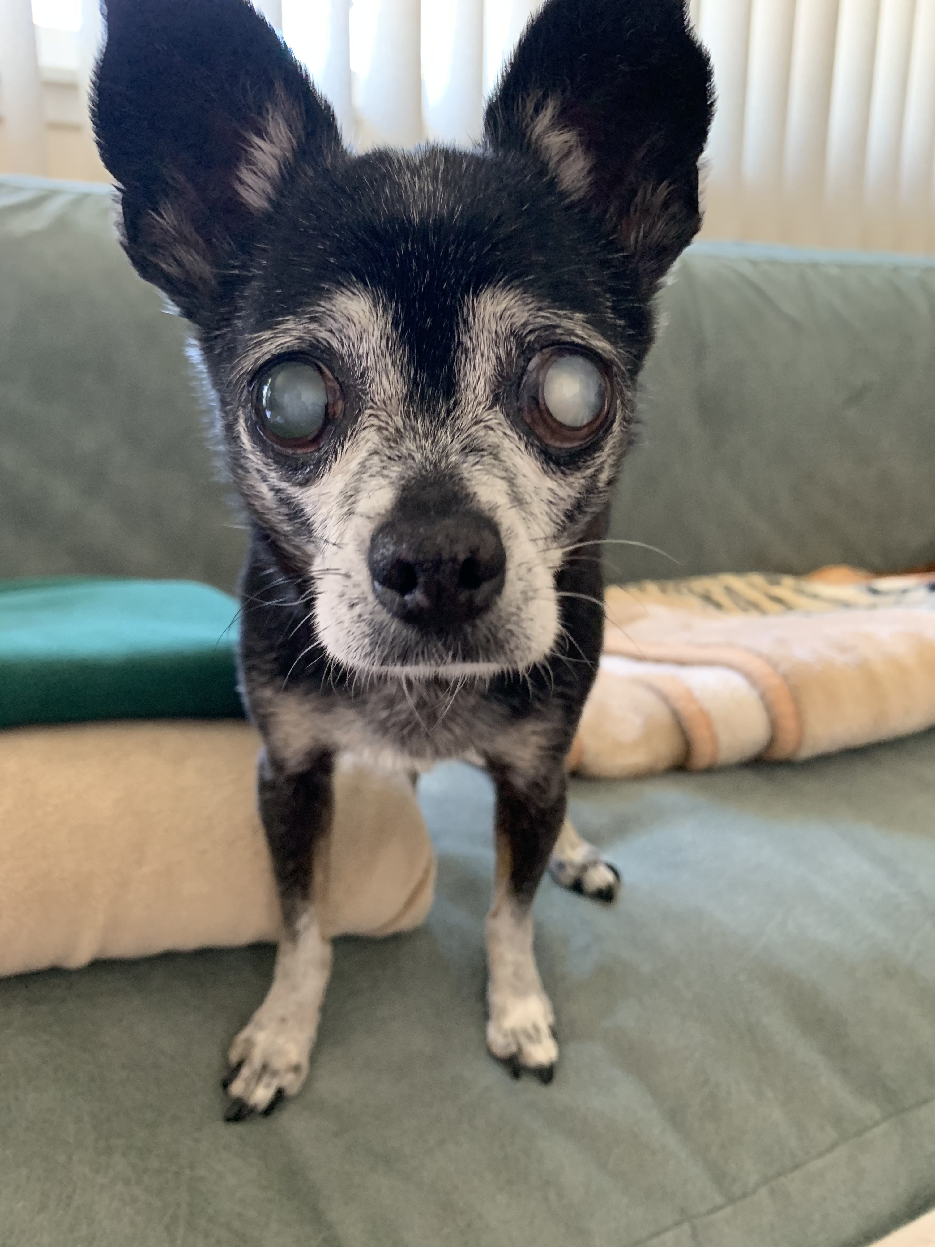 Black Chihuahua with cataracts